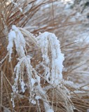 Snow on Plant