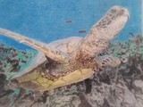 Green Sea Turtle