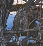 Papa, Great Horned Owl