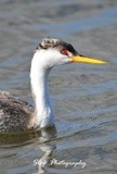 Western Grebe 