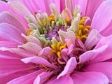 A Royal Pink Zinnia