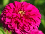 Hot Pink Zinnia