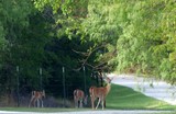 Deer Down the Road