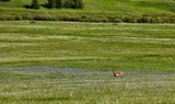 cow Elk walking in Lupine, Pintler Wilderness 