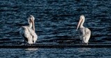 Two Pelicans in the Morning Light - July 2020