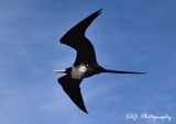 Magnificent Frigate Bird Loreto Baja California Sur 