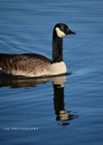 Canada Goose