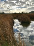 Dawn Reflections on the Martinez Shoreline Marsh - November 2017