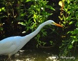 Great Egret 