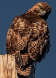 Hawk at the Switchyard - 2_28_22