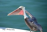 Brown Pelican Cabo San Lucas 