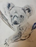 A Curious Joey (in Pencil)