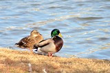 Mallard Pair - JRL