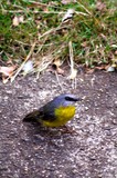 Eastern Yellow Breasted Robin
