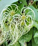 HEART SHAPED CLEMATIS
