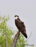 Osprey 