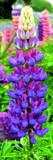 Purple Lupine