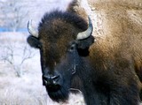 bison facial