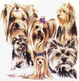 Yorkshire Terrier 