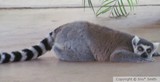 Lemur