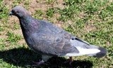 Pigeon in the park