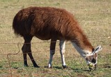 Roadside Llama