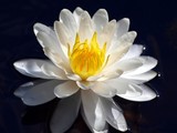 July Waterlily 001