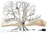 Tree study with ink
