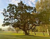 Oak at Dawn