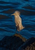 Egret Contemplation - August 2020