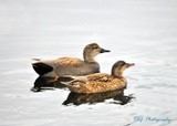 Gadwalls