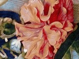 Hibiscus In  Bloom
