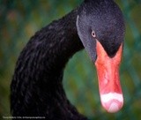 Black Swan P1502