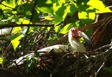 Ibis Nest