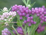 Marsh Fleabane 57