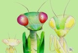 Mantis Family