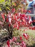 Red In Autumn photo