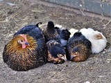 MUM AND CHICKS : NAP TIME