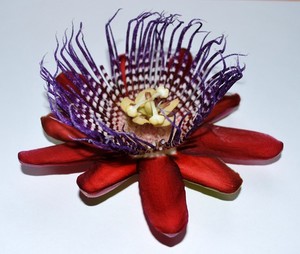 Passiflora 2