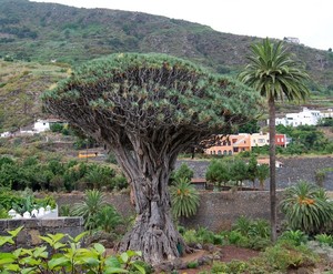 Dragon Tree