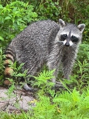 IMG 3531