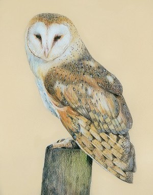 Barn Owl