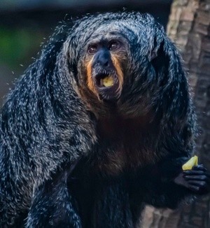 At the Zoo - February 6 9 2026