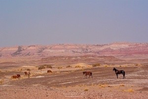 American Desert Horses P8662