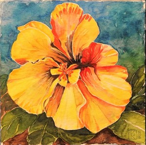 Hibiscus