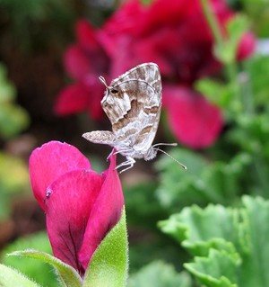 Tiny Butterfly in my garden