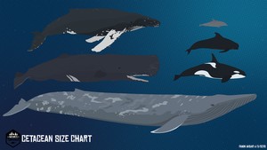 Nature's Compendium: Cetacean Size Chart