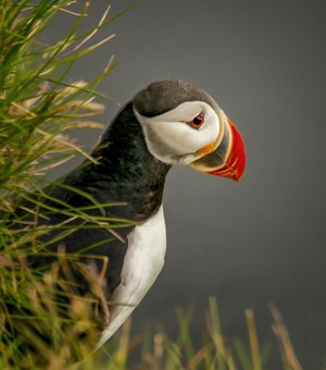 Atlantic Puffin