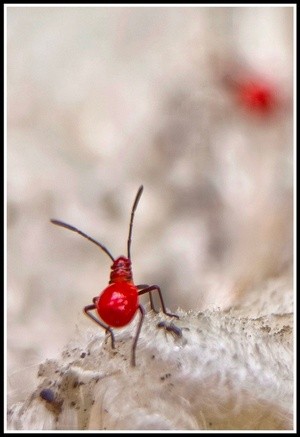 red back