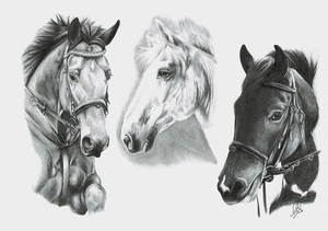 Horses